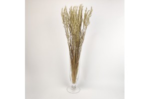 dried-cultivated-oat-natural.