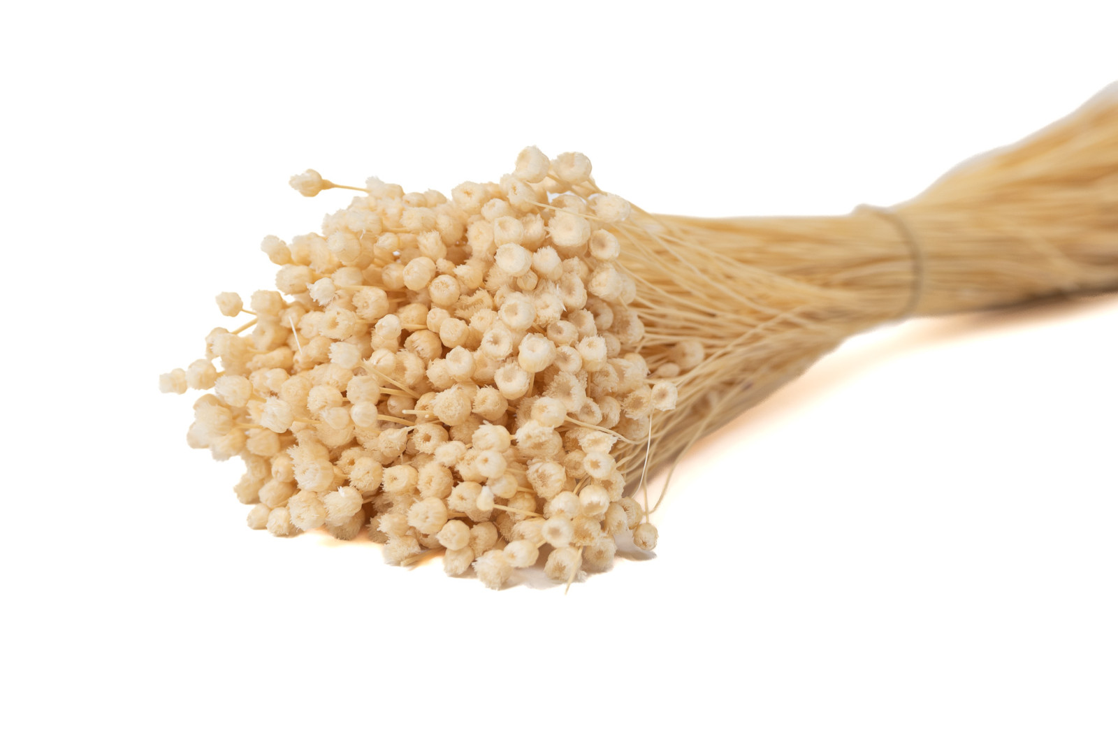 dried-jazilda-8