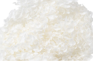 stabilisierte-hortensien-anna-19.