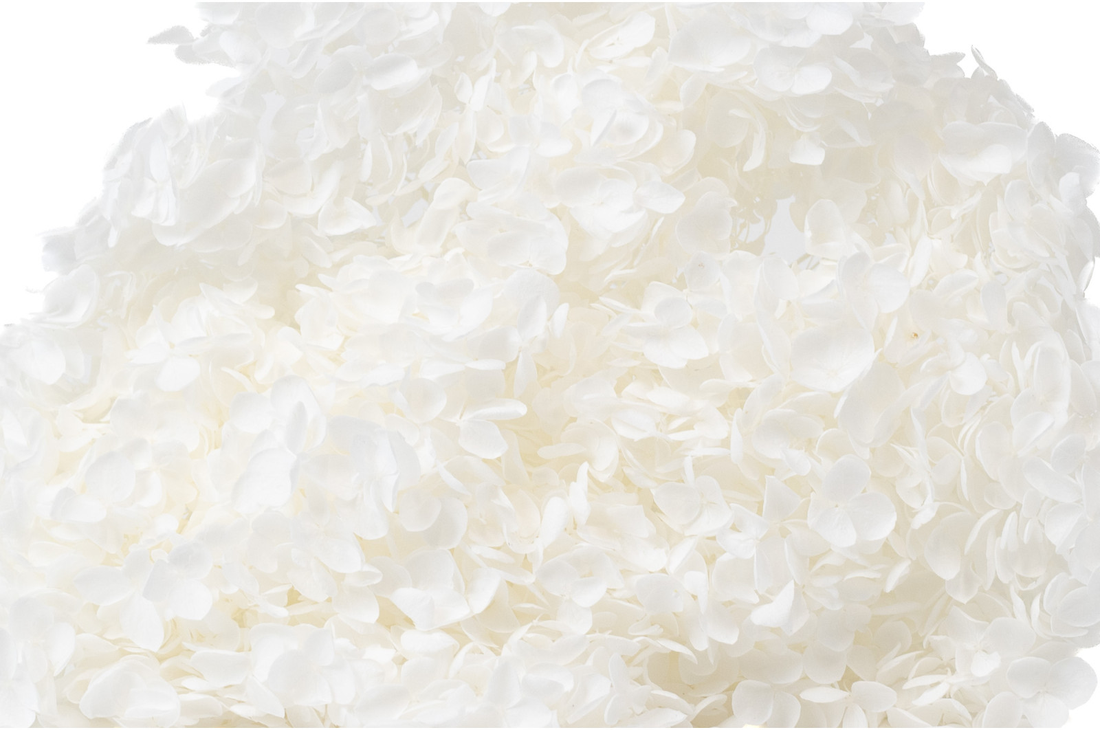 stabilisierte-hortensien-anna-19