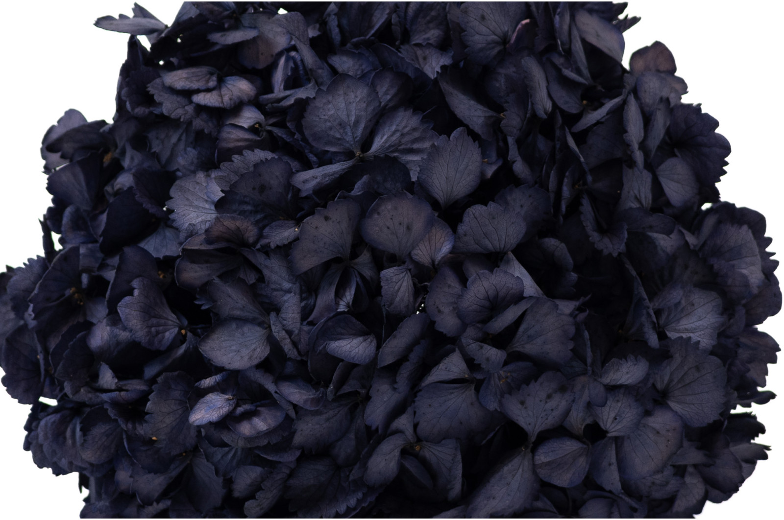 stabilisierte-hortensien-o-18-25-cm-9