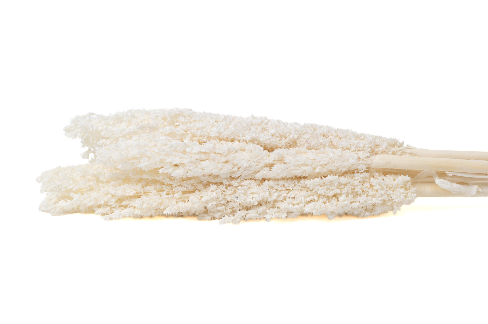 dried-sorghum-8
