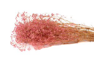 gypsophile-stabilise-6.