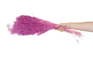 mini-gypsophila-paniculata-8.