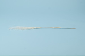 miscanthus-sec-8.