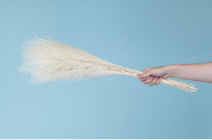 miscanthus-getrocknet-8.