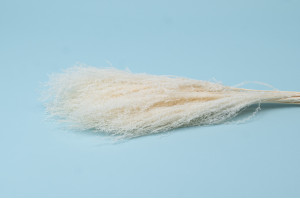 dried-miscanthus-8
