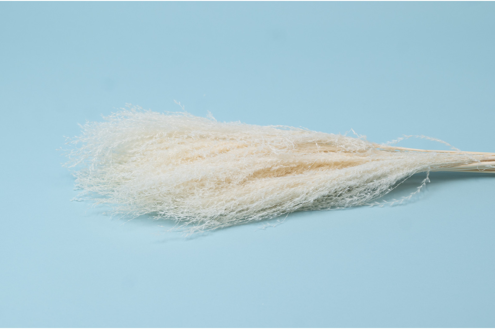 miscanthus-sec-8
