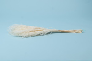 dried-miscanthus-8.