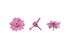 stabilisierte-zinnia-30.