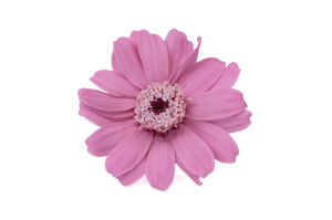 preserved-zinnia-30.