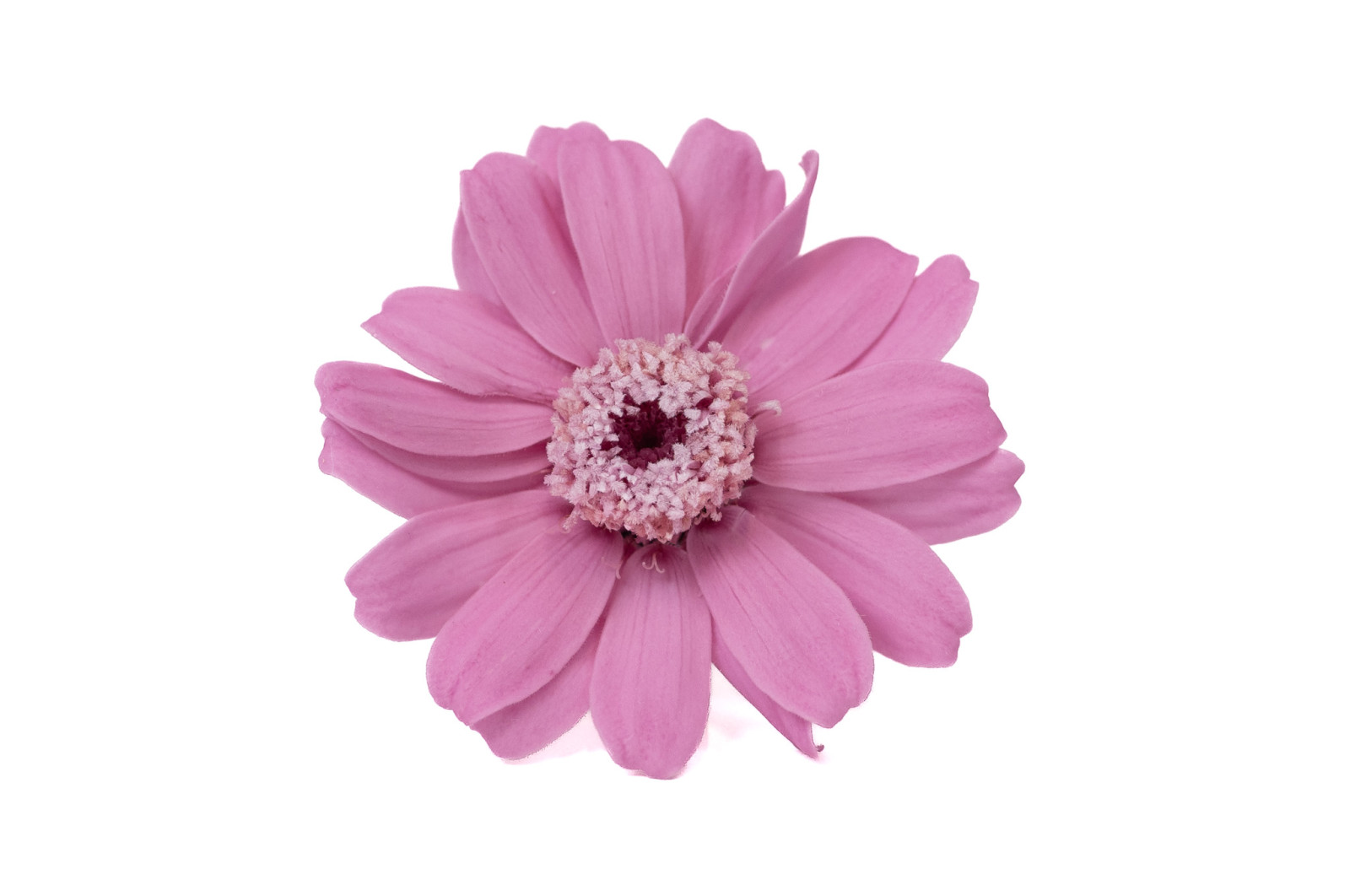 preserved-zinnia-30
