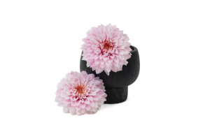 dahlia-stabilise-30.