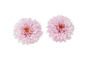 stabilisierte-dahlia-30.
