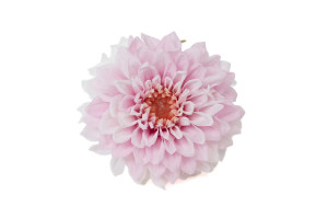 stabilisierte-dahlia-30