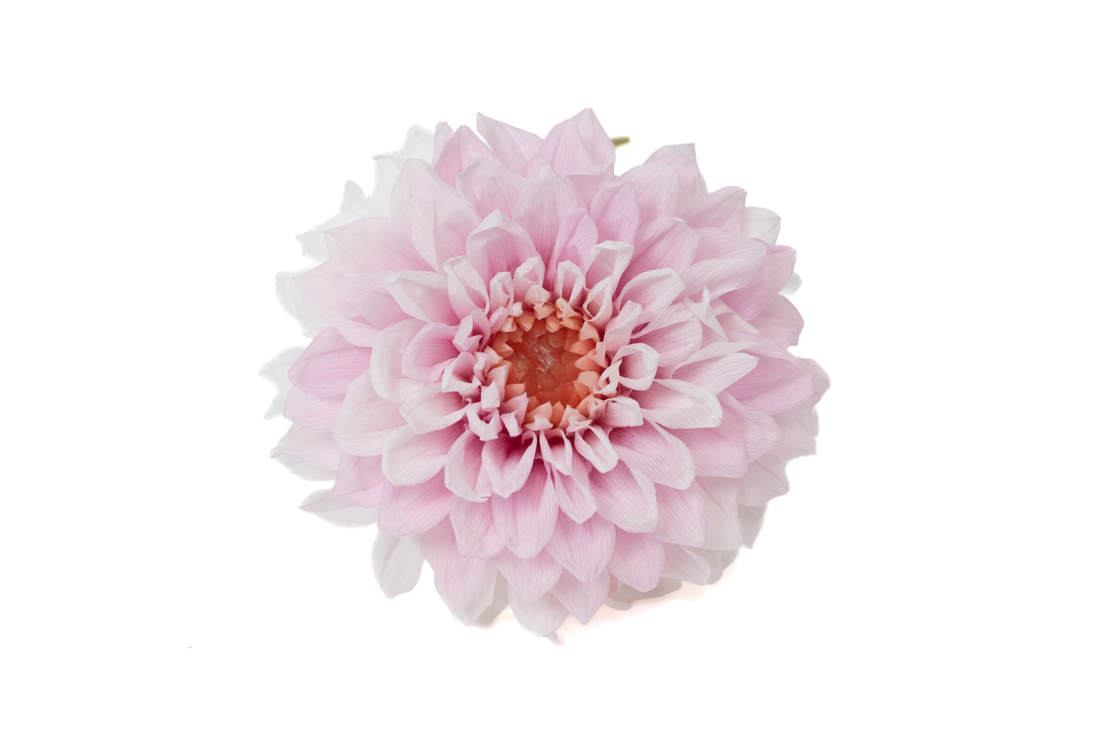 stabilisierte-dahlia-30