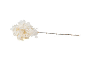 preserved-grandiflora-hydrangea-30.