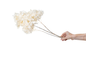 stabilisierte-grandiflora-hortensien-30.