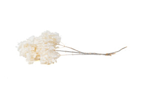 stabilisierte-grandiflora-hortensien-30.