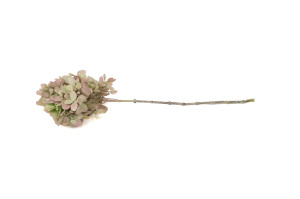 stabilisierte-grandiflora-hortensien-30.