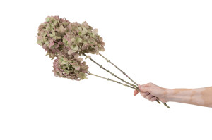 hortensia-grandiflora-stabilise-30.