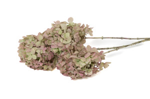 hortensia-grandiflora-stabilise-30.
