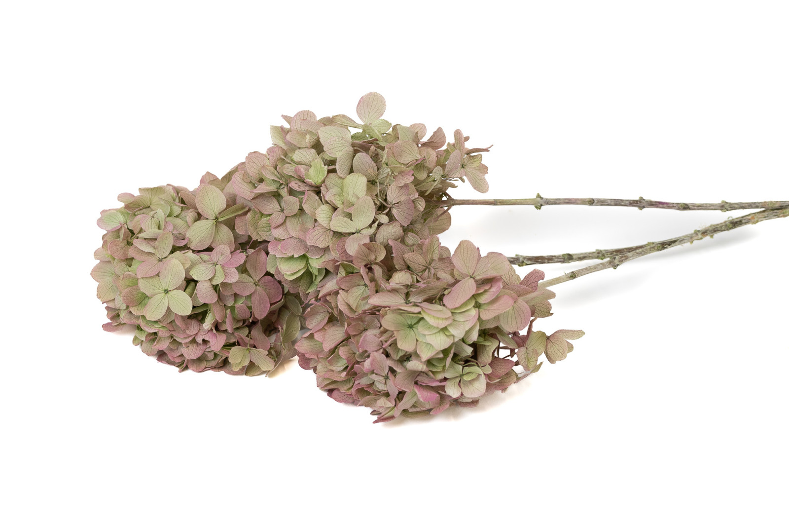 stabilisierte-grandiflora-hortensien-30