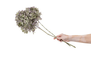 hortensia-grandiflora-stabilise-30.