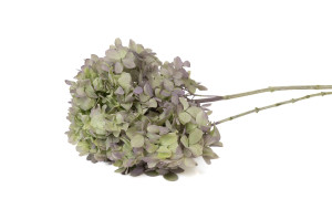 hortensia-grandiflora-stabilise-30.