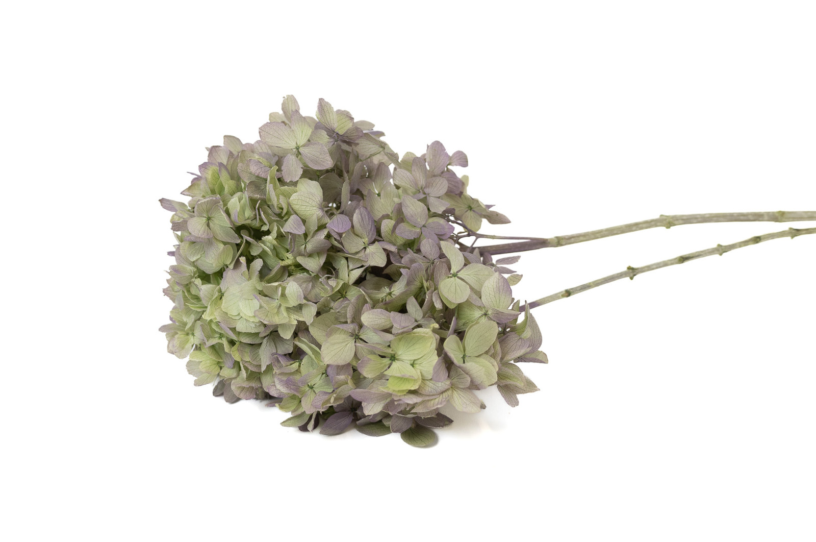 stabilisierte-grandiflora-hortensien-30