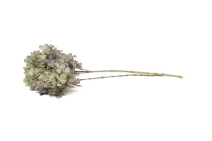 stabilisierte-grandiflora-hortensien-30.