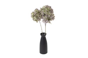 hortensia-grandiflora-stabilise-30.