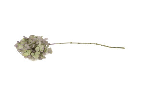 hortensia-grandiflora-stabilise-30.