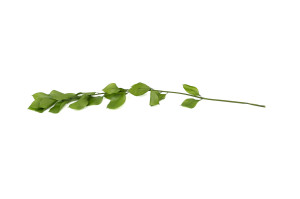 ruscus-garden-stabilisiert-30.