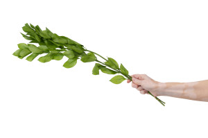 ruscus-garden-stabilisiert-30.