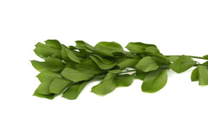 ruscus-garden-stabilisiert-30