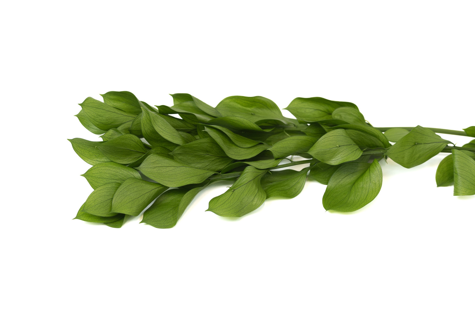 preserved-garden-ruscus-30