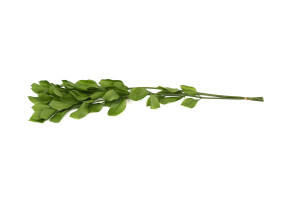 preserved-garden-ruscus-30.