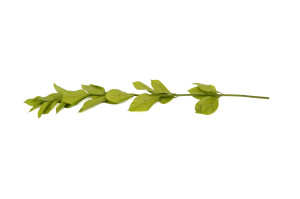 preserved-garden-ruscus-30.