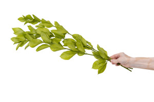 ruscus-garden-stabilisiert-30.
