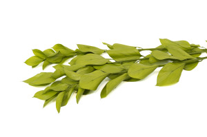 ruscus-garden-stabilisiert-30.