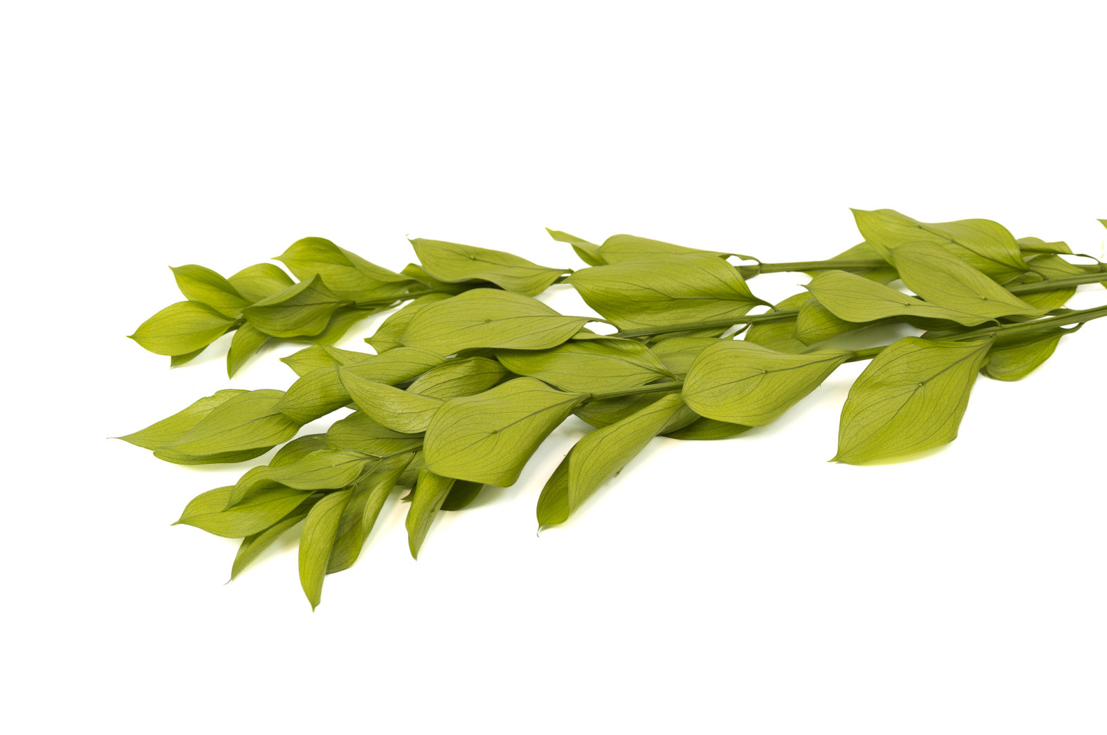 preserved-garden-ruscus-30