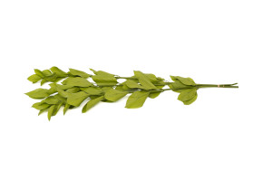 preserved-garden-ruscus-30.