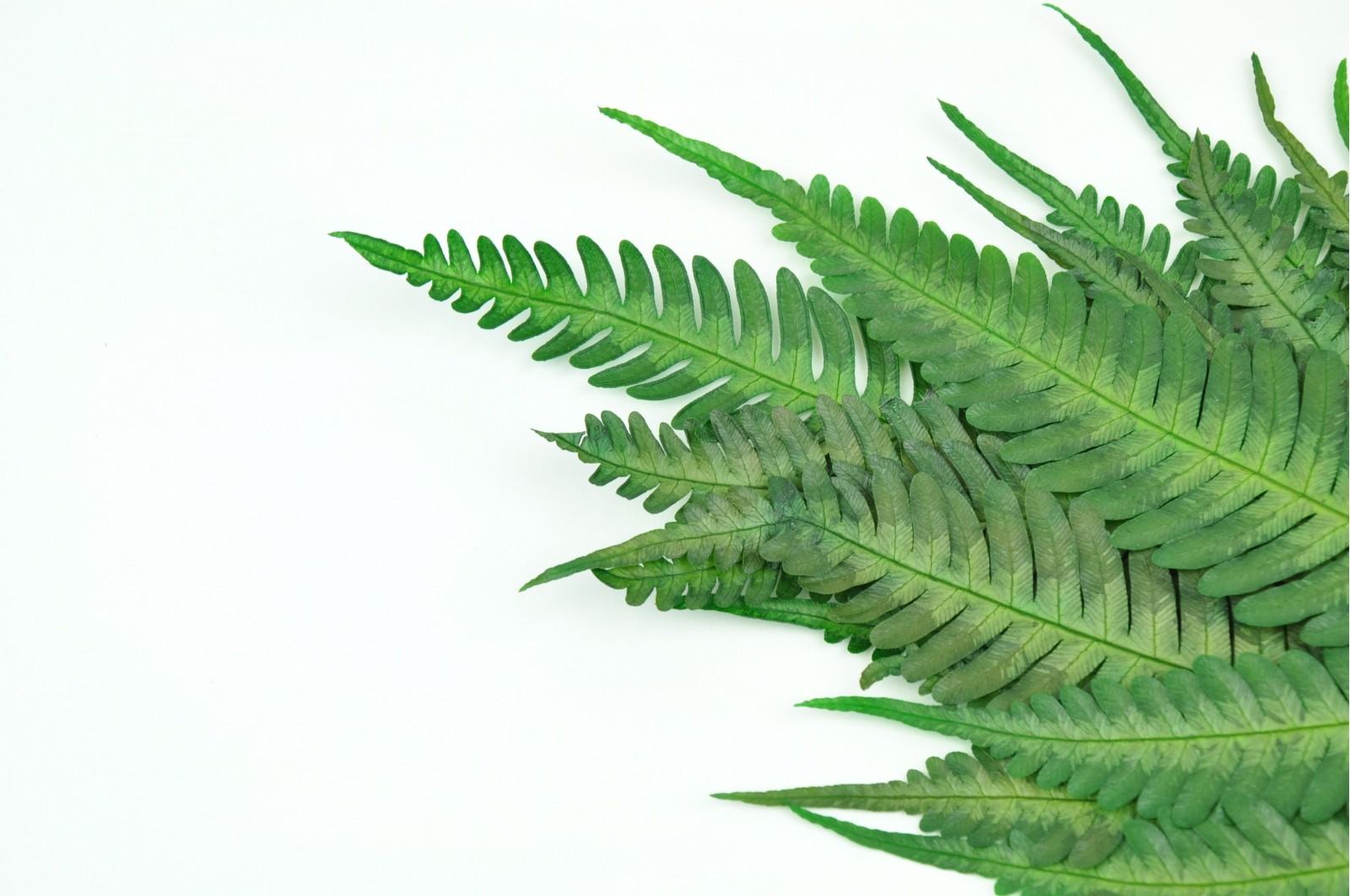 Preserved Argyrea fern green (13)