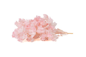 preserved-quercifolia-hydrangea-branch-14.