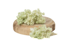 preserved-quercifolia-hydrangea-branch-14.