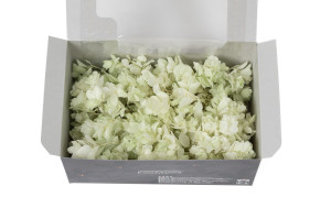 preserved-quercifolia-hydrangea-branch-30.