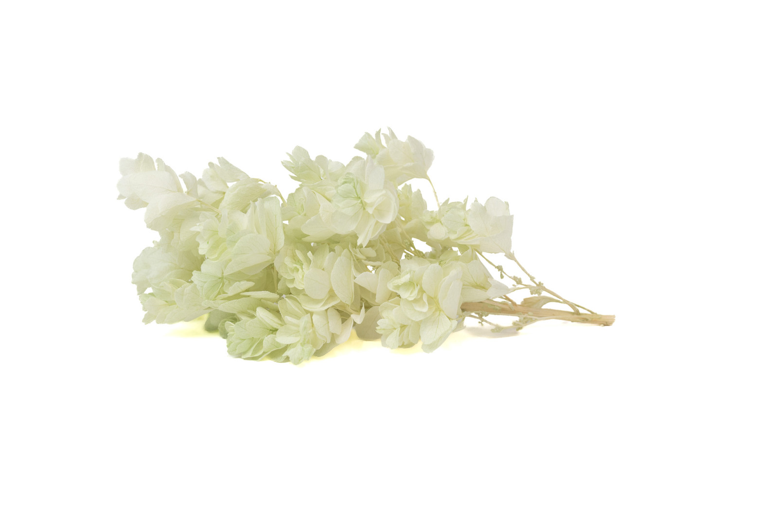 preserved-quercifolia-hydrangea-branch-30