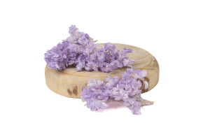 preserved-quercifolia-hydrangea-branch-14.