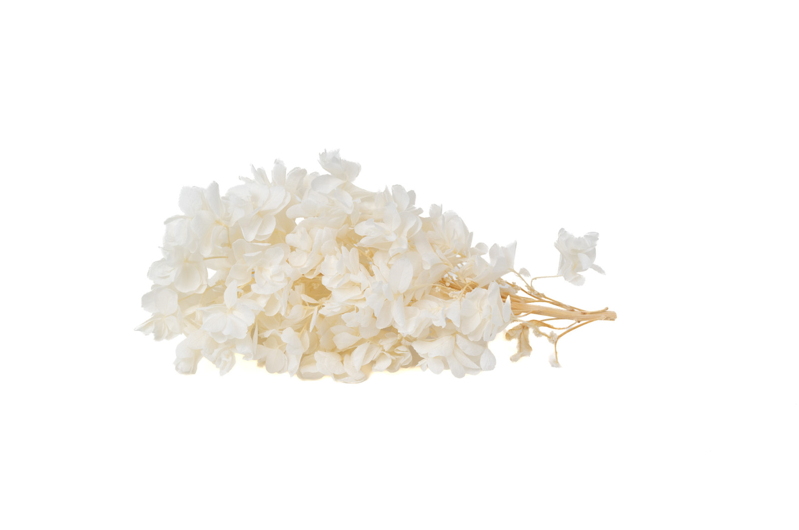 hortensia-feuilles-de-chene-stabilise-en-branches-30
